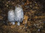 Coprinus comatus  Reducc.jpg